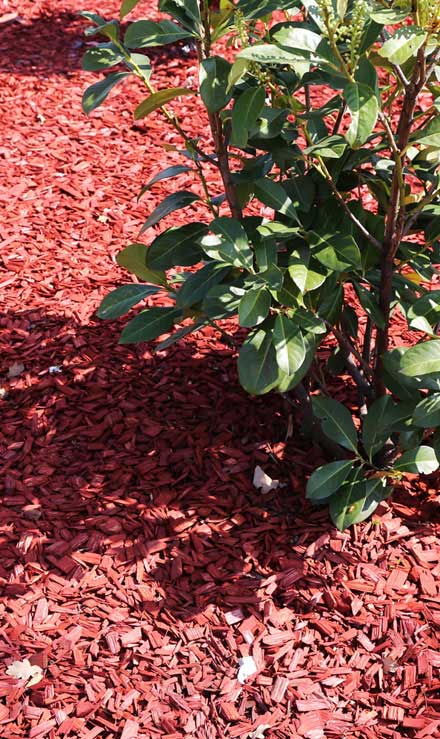 Copper Canyon Complete Care Corp. Mulching