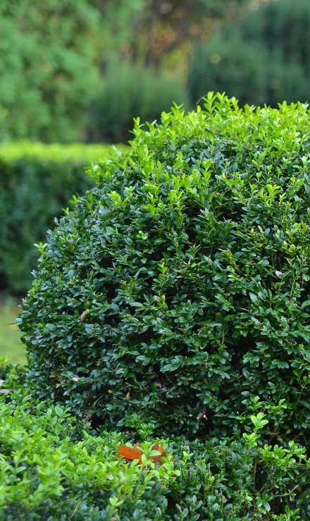 Copper Canyon Complete Care Corp. Shrubs & Hedges